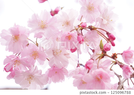 Cherry blossom petals that shine through the light - Weeping cherry blossom 125096788
