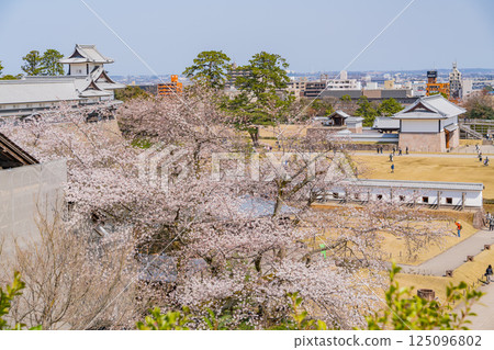 （石川縣）金澤城：三之丸廣場櫻花盛開 125096802