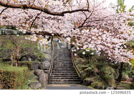 日和山公園的櫻花 125096835