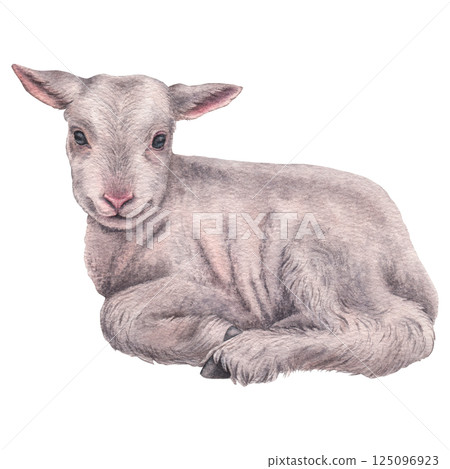 Little cute laying lamb. Hand drawn watercolor illustration of white baby sheep on isolated background. Drawing of farmhouse animal for invitations, greeting cards, packing design. Easter fluffy pet 125096923