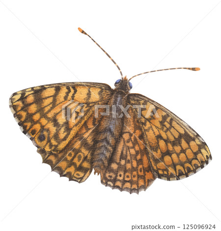 Orange open-winged butterfly of the genus Melitaea didyma (Nymphalidae family). Hand drawn watercolor illustration of spring flying insect with Intricate patterns on wings on isolated background Orange open-winged butterfly of the genus Melitaea didyma (Nymphalidae family). Hand drawn watercolor illustration of spring flying insect with Intricate patterns on wings on isolated background 125096924