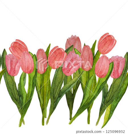 Seamless border of blooming pink tulips with green leaves hand painted in watercolor on white background 125096932
