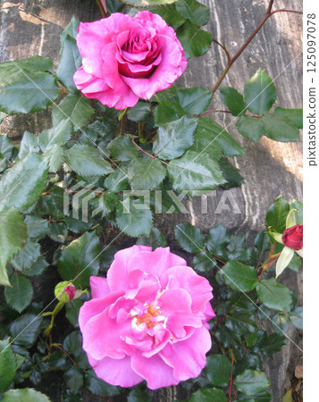 Nabana no Sato, Nagashima Town, Kuwana City, Mie Prefecture Nabana no Sato, Nagashima Town, Kuwana City, Mie Prefecture 125097078