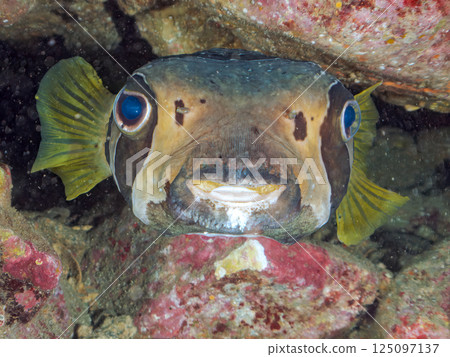 Giant porcupinefish in underwater cave. Hirizohama Nakagi Minamiizu Town Izu Peninsula Shizuoka Prefecture 2024 125097137