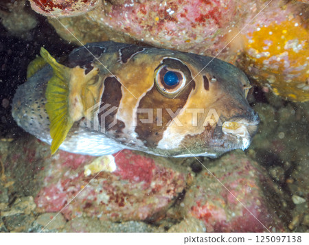 水下洞穴中的巨型刺豚。 Hirizohama Nakagi 南伊豆鎮 伊豆半島 靜岡縣 2024 125097138