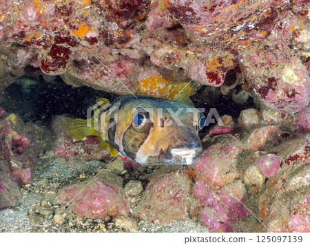 Giant porcupinefish in underwater cave. Hirizohama Nakagi Minamiizu Town Izu Peninsula Shizuoka Prefecture 2024 125097139
