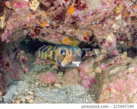 Giant porcupinefish in underwater cave. Hirizohama Nakagi Minamiizu Town Izu Peninsula Shizuoka Prefecture 2024 Giant porcupinefish in underwater cave. Hirizohama Nakagi Minamiizu Town Izu Peninsula Shizuoka Prefecture 2024 125097140
