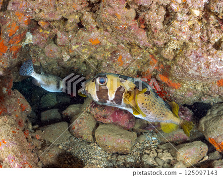 水下洞穴中的巨型刺豚。 Hirizohama Nakagi 南伊豆鎮 伊豆半島 靜岡縣 2024 125097143