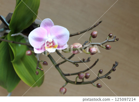 58 consecutive photos of Phalaenopsis orchids from bud to full bloom 125097214