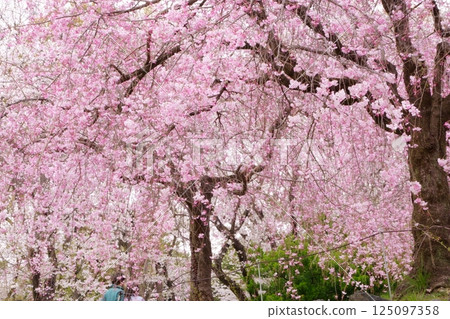 櫻花盛開的島田櫻桃 125097358