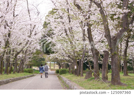 Couple walking in a park with cherry blossoms in bloom Couple walking in a park with cherry blossoms in bloom 125097360