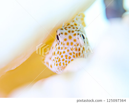 Juvenile blenny fish living on bleached coral. Hirizohama Nakagi Minamiizu Town Izu Peninsula Shizuoka Prefecture 2024 125097364