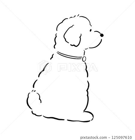 Toy poodle back view black and white 125097610