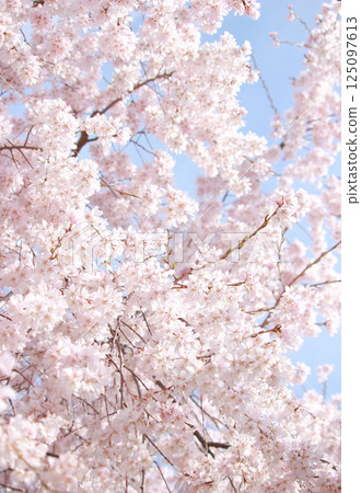 Cherry blossoms in full bloom Cherry blossoms in full bloom 125097613