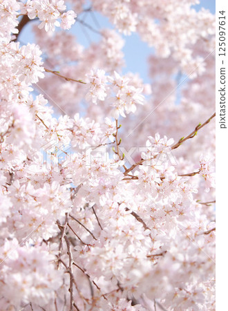 Looking up at the cherry blossoms Looking up at the cherry blossoms 125097614