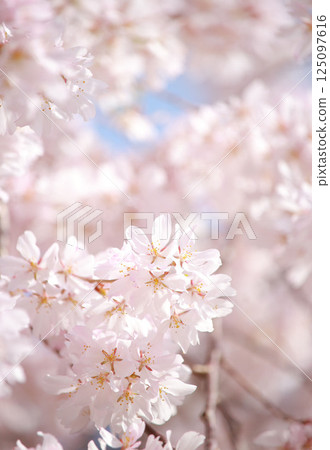 Cherry blossoms in full bloom 125097616