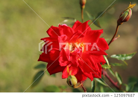 Arao City Ominous Citizen Flower Bed Rose Flower, 125097687