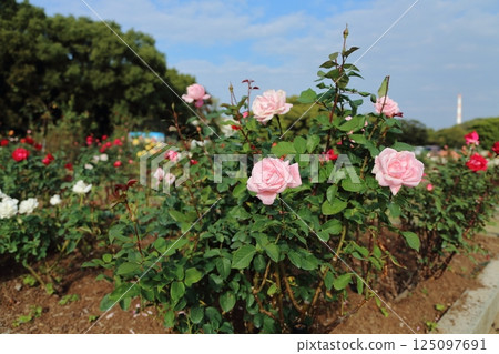 Arao City Ominous Citizen Flower Bed Rose Flower, Arao City Ominous Citizen Flower Bed Rose Flower, 125097691