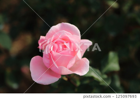 荒尾市少女公民花壇玫瑰花， 125097693