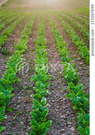 Rows of young sugar beet sprouts on agricultural field. Rows of young sugar beet sprouts on agricultural field. 125097699