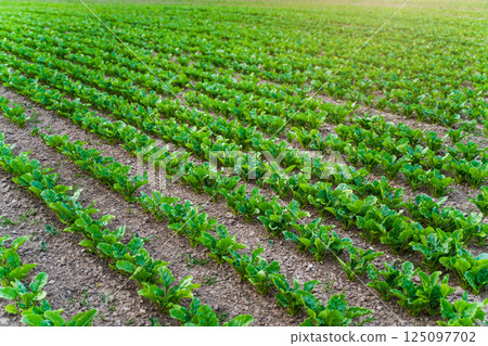 Beetroot plant seedlings in fertile soil on agricultural field. Rows of sugar beets in the field. 125097702