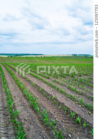 Rows of young corn plants growing on a field with dark fertile soil leading to the horizon. 125097703