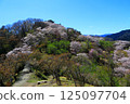 Spring Sakurayama 125097704