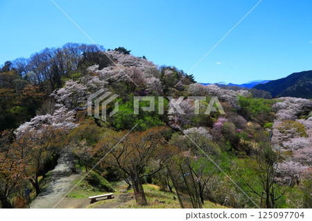 春天櫻山 125097704