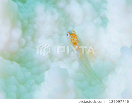 A juvenile Awairokoban goby lives on bleached coral. Hirizohama Nakagi Minamiizu Town Izu Peninsula Shizuoka Prefecture 2024 A juvenile Awairokoban goby lives on bleached coral. Hirizohama Nakagi Minamiizu Town Izu Peninsula Shizuoka Prefecture 2024 125097746