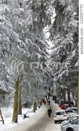 snow-covered Christmas trees in the winter forest on the Wasserkuppe mountain in Hesse Germany snow-covered Christmas trees in the winter forest on the Wasserkuppe mountain in Hesse Germany 125097770