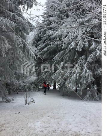 snow-covered Christmas trees in the winter forest on the Wasserkuppe mountain in Hesse Germany snow-covered Christmas trees in the winter forest on the Wasserkuppe mountain in Hesse Germany 125097771