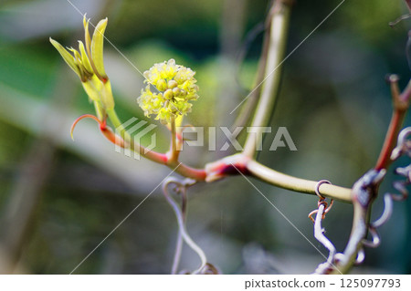 淡黃綠色花 Sarcocarpus sarcocarpus 花 淡黃綠色花 Sarcocarpus sarcocarpus 花 125097793