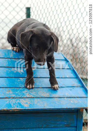 Dog in animal shelter. Homeless sad dog in a cage. Dog in animal shelter. Homeless sad dog in a cage. 125097818
