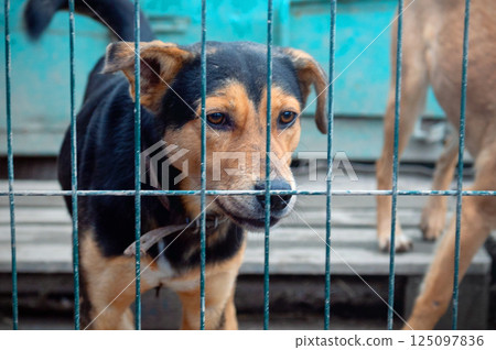 Dog in animal shelter. Homeless sad dog in a cage. 125097836