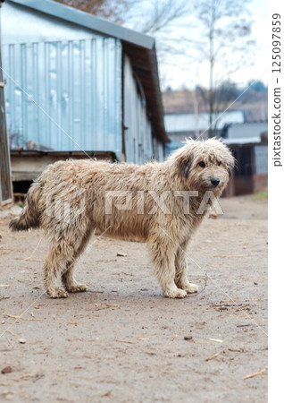 Dog in animal shelter. Homeless sad dog in a cage. 125097859
