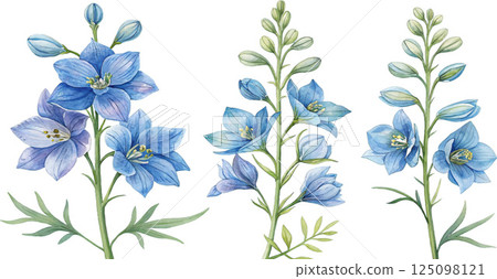 Watercolor Blue Delphiniums Watercolor Blue Delphiniums 125098121
