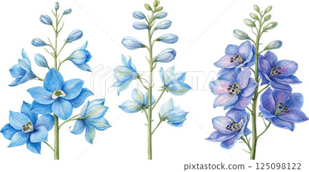 Blue Delphinium Flowers Watercolor Blue Delphinium Flowers Watercolor 125098122