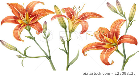 Orange lilies watercolor painting Orange lilies watercolor painting 125098123