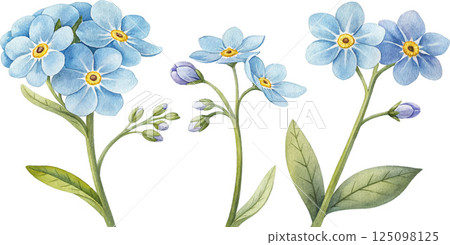 Watercolor Forget-Me-Nots 125098125