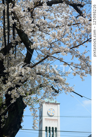 Salesian Church bell tower and cherry blossoms (Tokyo) Salesian Church bell tower and cherry blossoms (Tokyo) 125098216