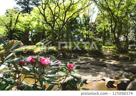 新鮮的綠色日本庭院 新鮮的綠色日本庭院 125098374
