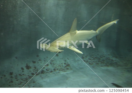 鎚頭鯊游泳 鎚頭鯊游泳 125098454
