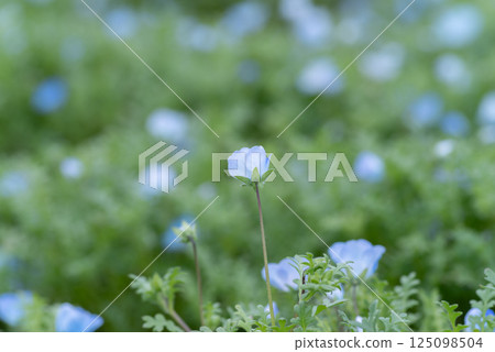 Nemophila field Nemophila field 125098504