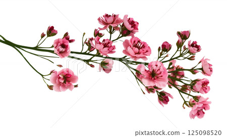 Twig of coral limonium flowers isolated on white or transparent background Twig of coral limonium flowers isolated on white or transparent background 125098520
