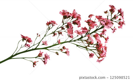 Twig of coral limonium flowers isolated on white or transparent background  125098521