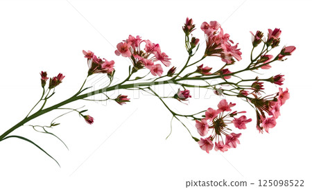 Twig of coral limonium flowers isolated on white or transparent background  125098522