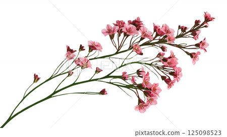 Twig of coral limonium flowers isolated on white or transparent background  125098523