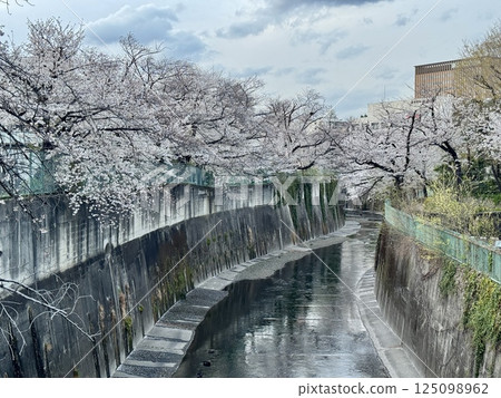 Cherry blossoms along the Shakujii River 125098962