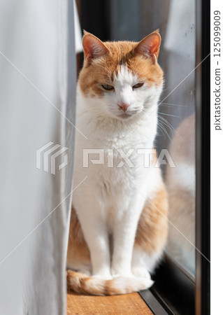Cute cat sitting by the window, brown tabby and white 125099009