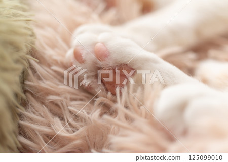 可愛的貓咪的手 125099010